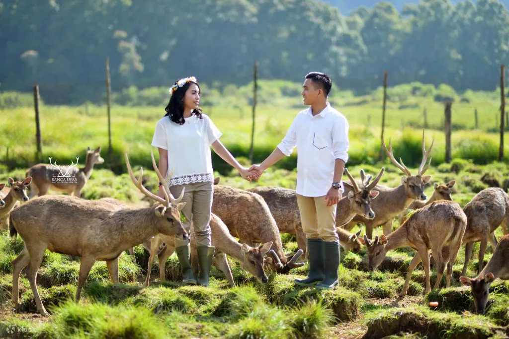Ranca Upas bandung, Enjoy nature accompanied by deer